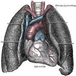 230px-Heart-and-lungs